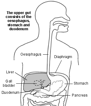 Your insides. Note that the stomach should be sitting below your diaphragm. This is normal.